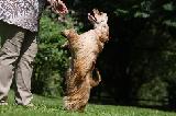 DOGGY DANCE